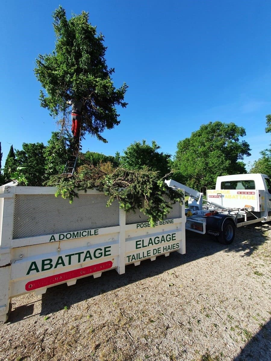 Abattage & évacuation